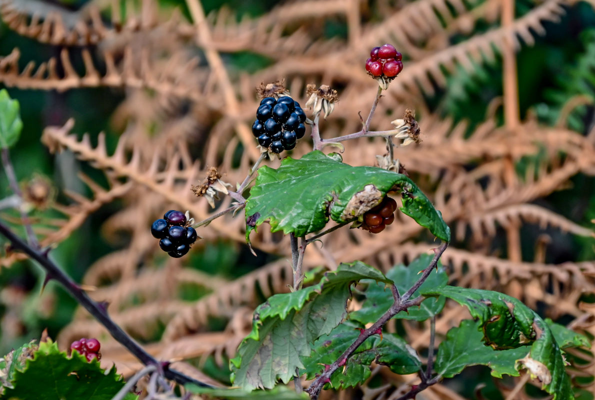 Image of Rubus ulmifolius specimen.