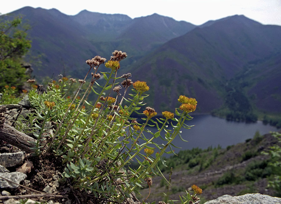 Изображение особи Rhodiola rosea.