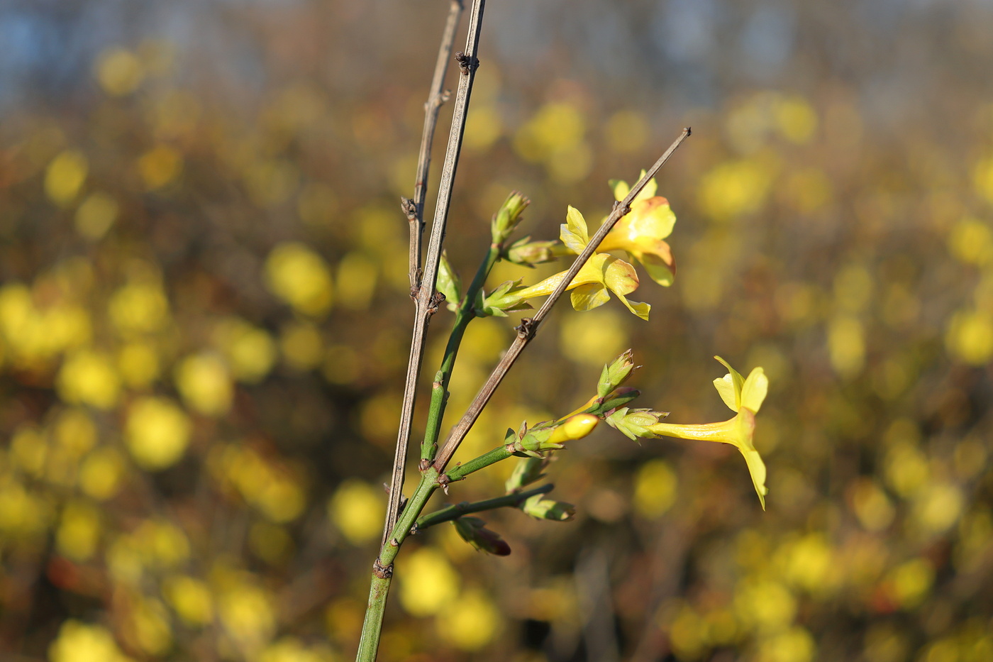 Изображение особи Jasminum nudiflorum.