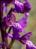Anacamptis morio subspecies caucasica. Цветок. Крым, окр. г. Судак, 200 м к ю.-в. от вершины горы Перчем, луг. 23.04.2025.