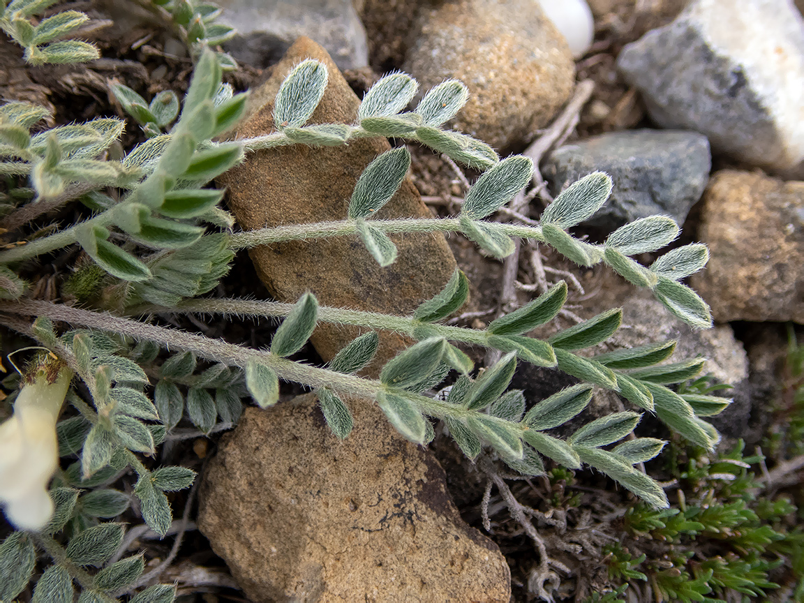 Изображение особи Astragalus rupifragus.
