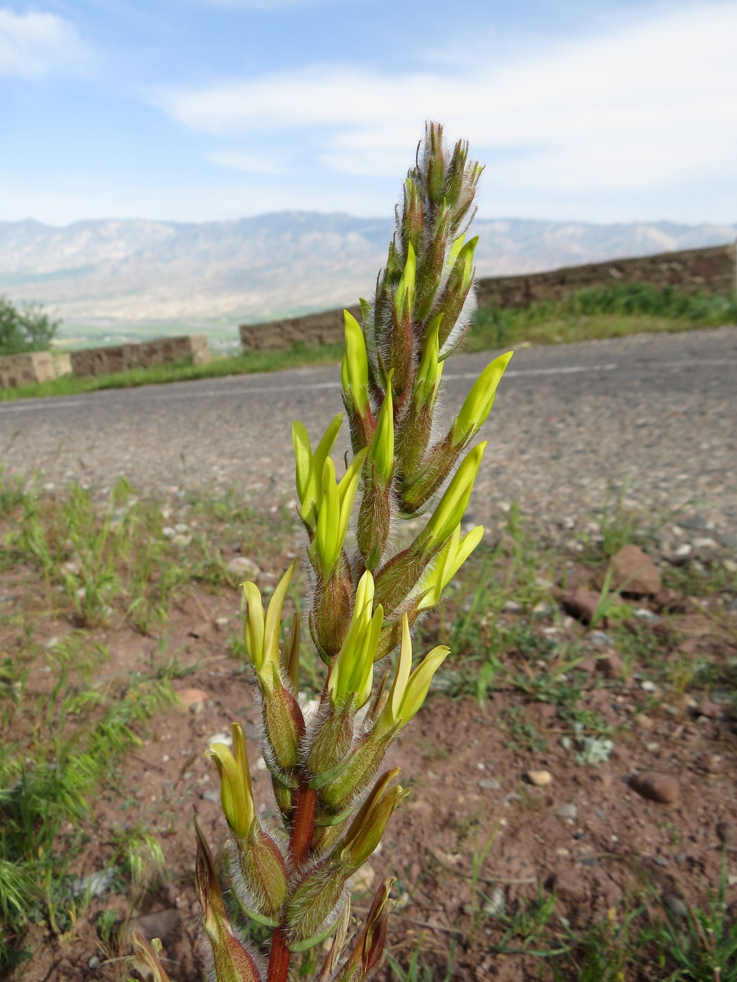 Изображение особи Astragalus tatjanae.