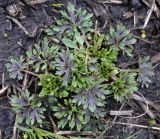 род Ranunculus. Вегетирующее растение. Тульская обл., Богородицкий р-н, пос. Товарковский, луг. 11.04.2026.