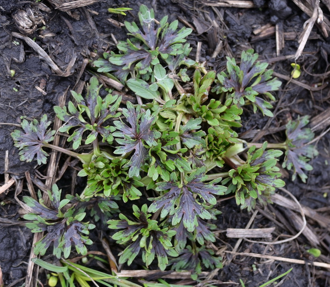 Изображение особи род Ranunculus.
