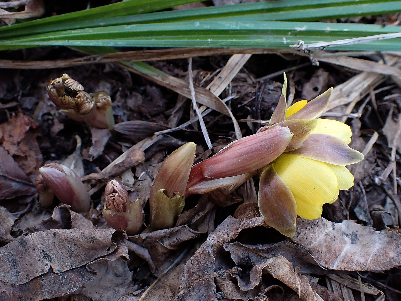 Image of Adonis amurensis specimen.