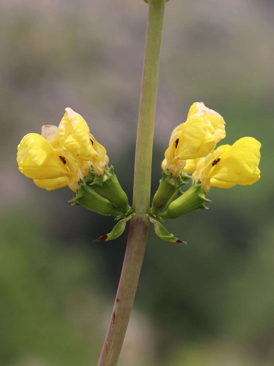 Image of Phlomoides tadschikistanica specimen.