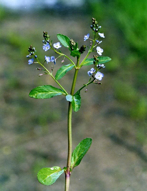 Image of Veronica beccabunga specimen.