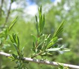 genus Salix. Часть веточки. Кабардино-Балкария, Приэльбрусье, дол. р. Шхельда, ур. Улыбка Шхельды, выс. 2220 м, берег реки. 23 июня 2025 г.