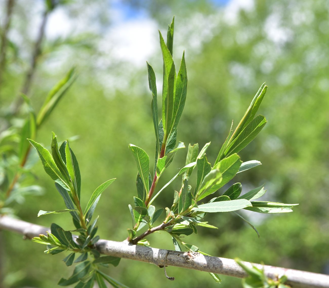 Image of genus Salix specimen.