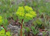 genus Euphorbia. Верхушка побега с соцветием. Крым, окр. г. Бахчисарай, гора Беш-Кош, опушка дубового леса. 02.05.2026.