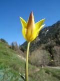 Tulipa corynestemon. Верхушка цветущего растения. Казахстан, Джунгарский Алатау, ущ. Текели, ≈ 1700 м н.у.м., основание склона южной экспозиции. 26 апреля 2026 г.