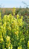 Linaria vulgaris. Верхушка цветущего растения. Астраханская обл., Камызякский р-н, окр.с. Бирючек, низина между бэровскими буграми, возделываемый искусственно орошаемый участок, край пашни. 11.06.2026.