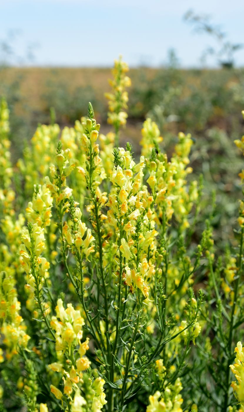 Image of Linaria vulgaris specimen.