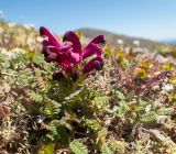 Pedicularis ochotensis. Цветущее растение. Хабаровский край, р-н имени Лазо, массив горы Ко, гора Столовая, вершина, выс. ≈ 1920 м н.у.м., горная тундра. 22.06.2026.