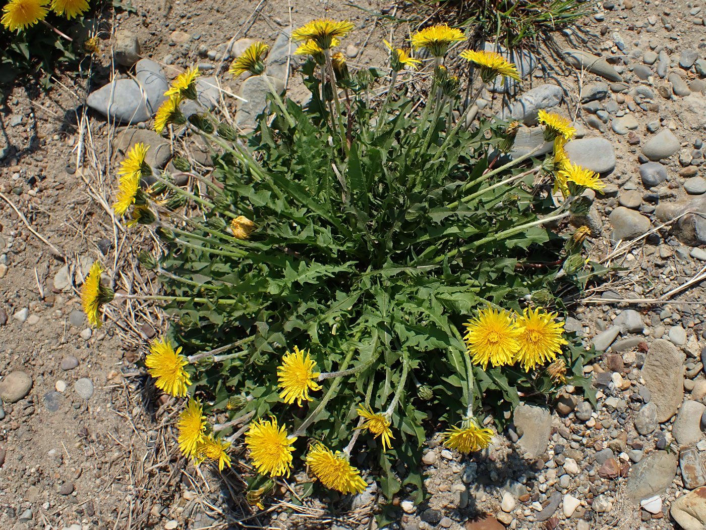 Изображение особи Taraxacum ussuriense.