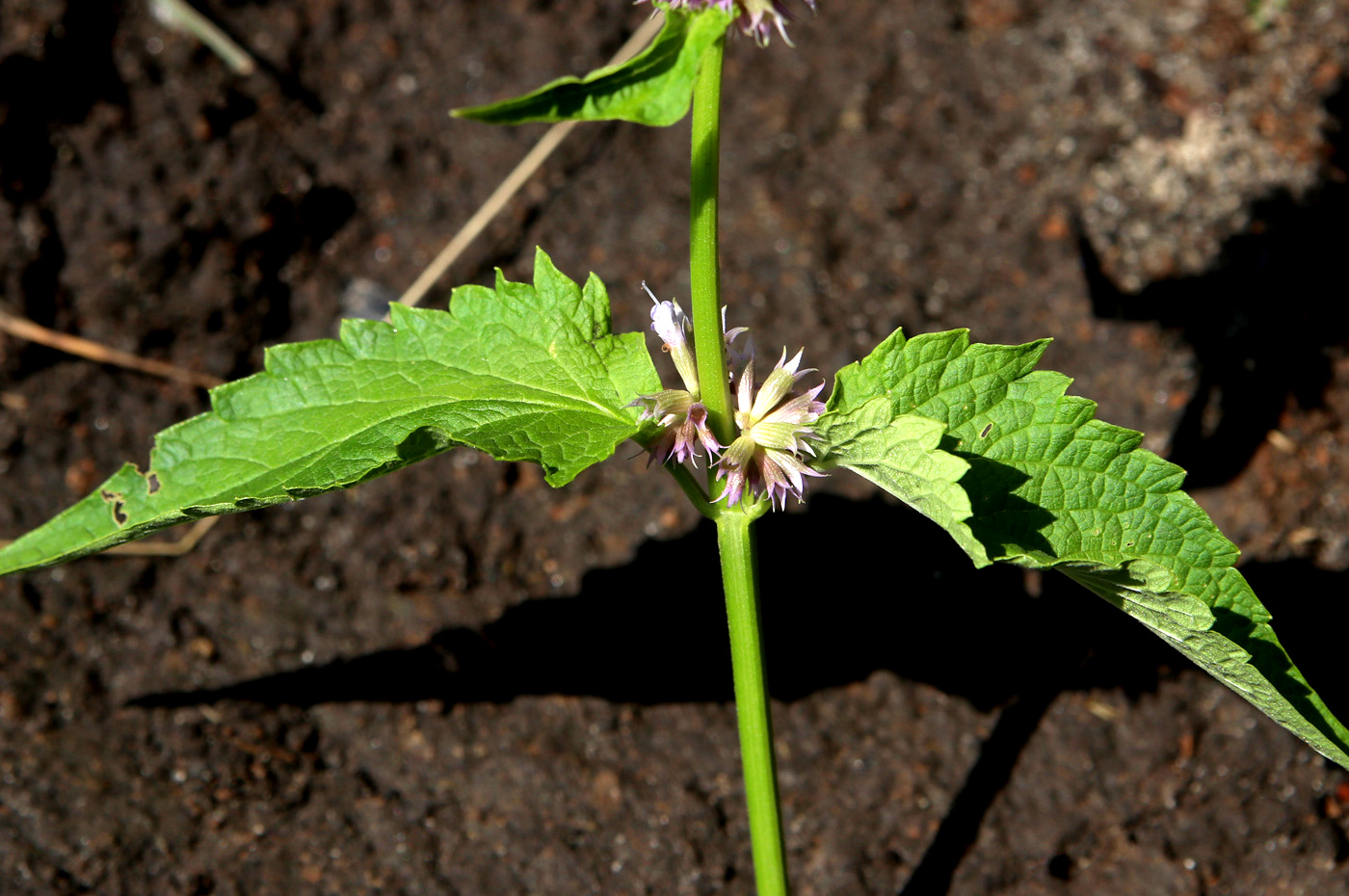 Изображение особи Agastache mexicana.