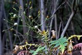 Sonchus pinnatus