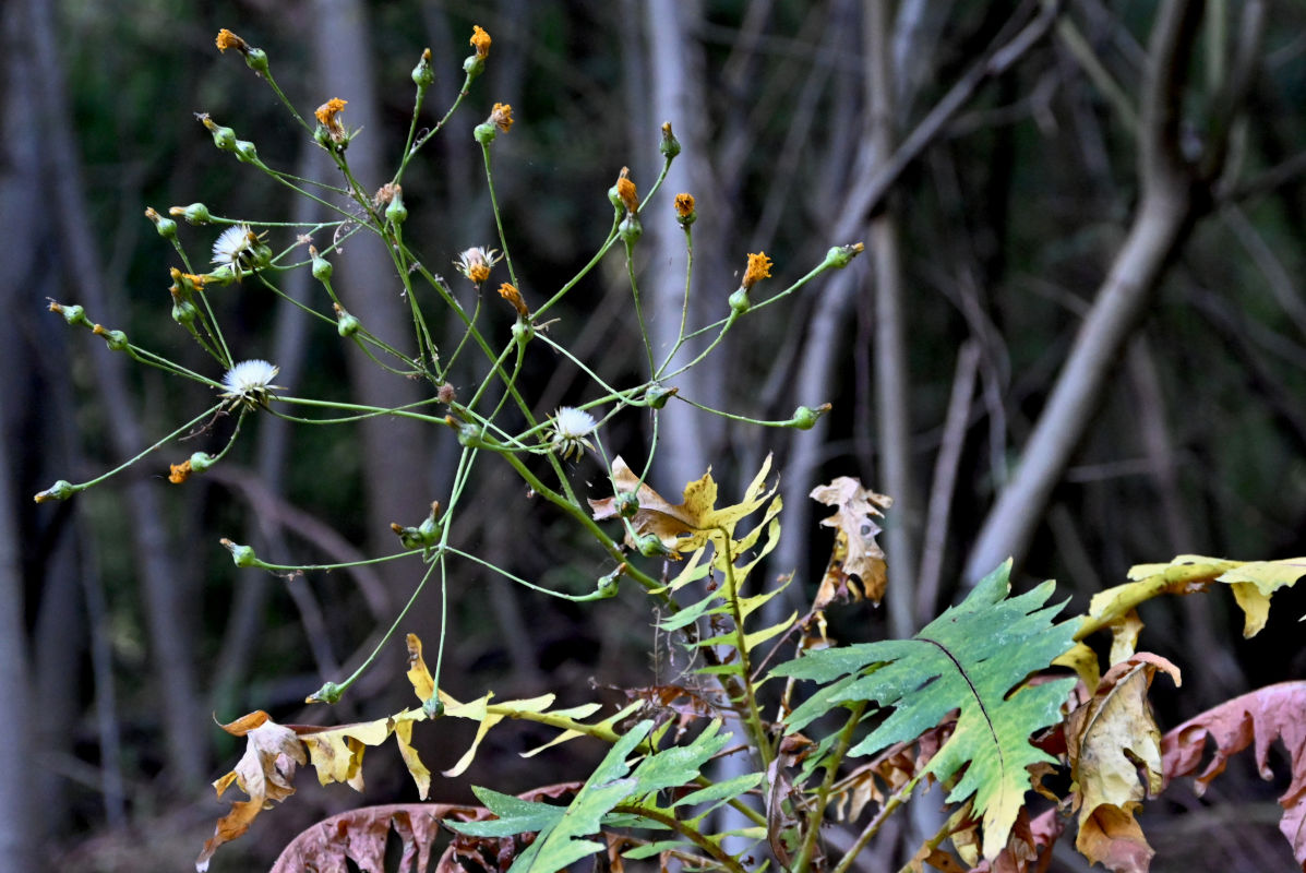 Image of Sonchus pinnatus specimen.