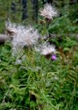 Смотреть изображение Cirsium vulgare