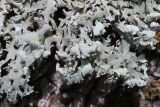 Hypogymnia physodes. Часть таллома с апотециями. Крым, Севастополь, Байдарская дол., смешанный лиственный лес вдоль р. Узунджа. 19.08.2026.