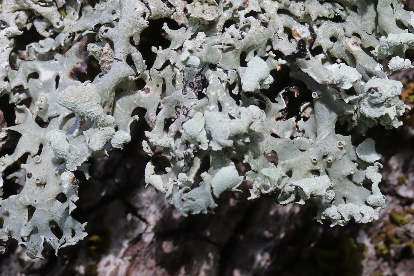 Image of Hypogymnia physodes specimen.