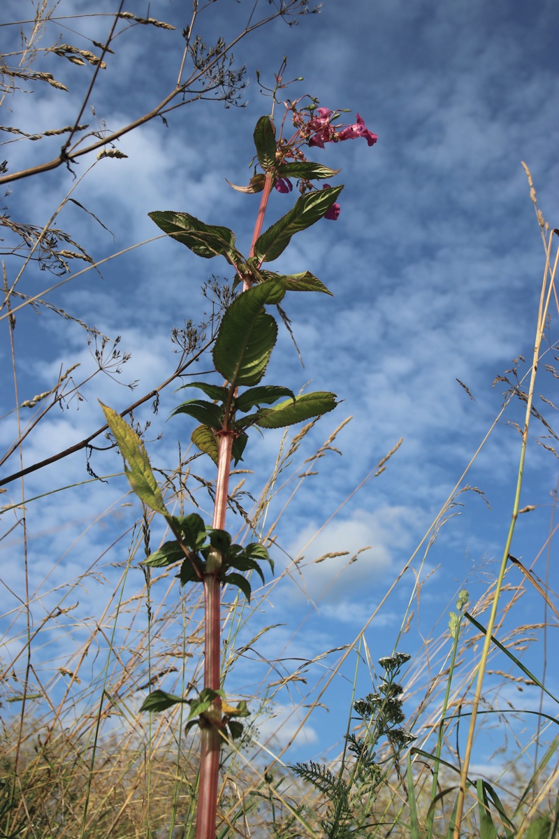 Image of Impatiens glandulifera specimen.
