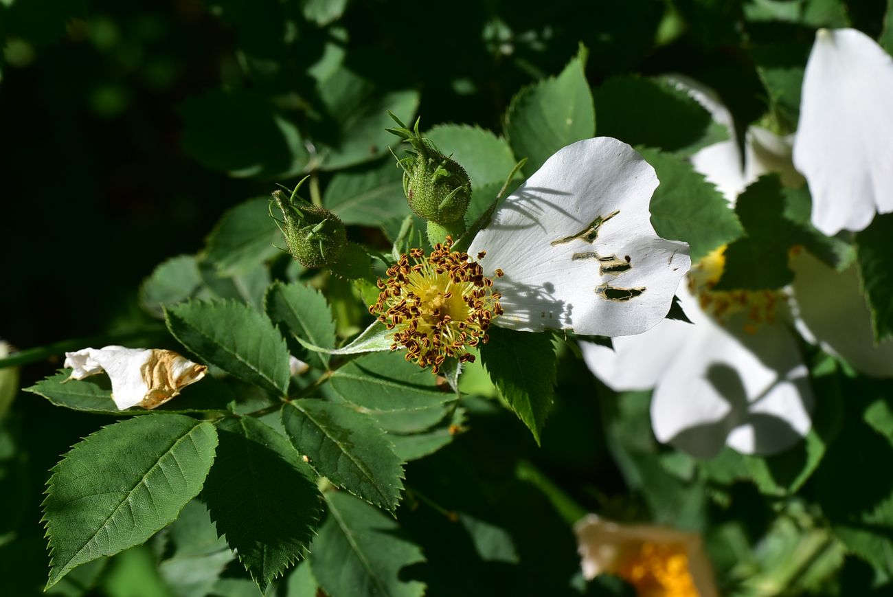 Image of genus Rosa specimen.