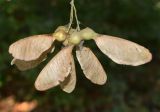 Acer pseudoplatanus. Плоды. Узбекистан, г. Ташкент, Ботанический сад им. Ф.Н. Русанова, в культуре. 05.10.2026.