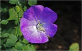 Campanula carpatica. Цветок. Московская обл., Раменский р-н, окр. дер. Хрипань, садовый участок. 22.08.2026.