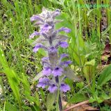 Ajuga multiflora. Соцветие. Приморский край, Уссурийский ГО, окр. с. Монакино, луг. 25.05.2008.