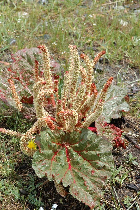 Image of Rheum spiciforme specimen.