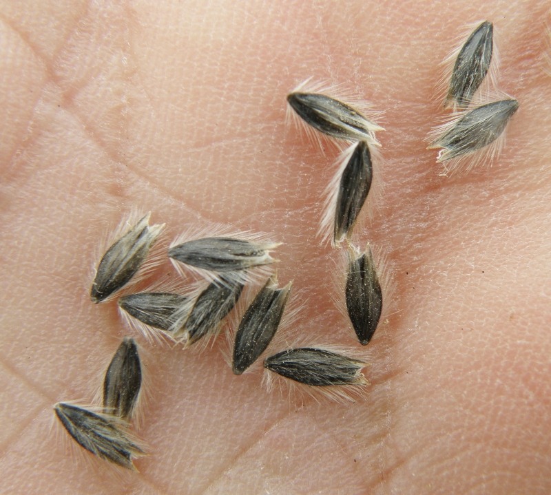 Image of Alopecurus arundinaceus specimen.