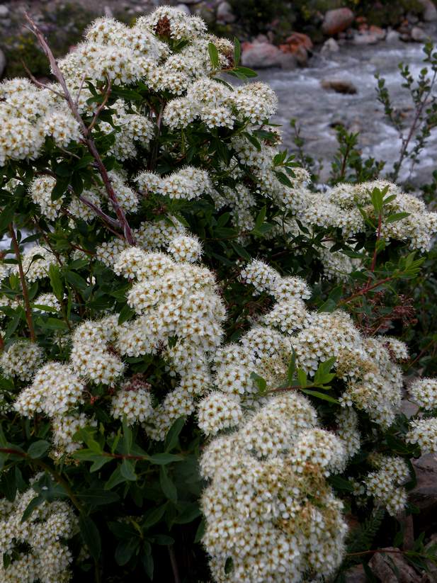 Изображение особи Spiraea alpina.