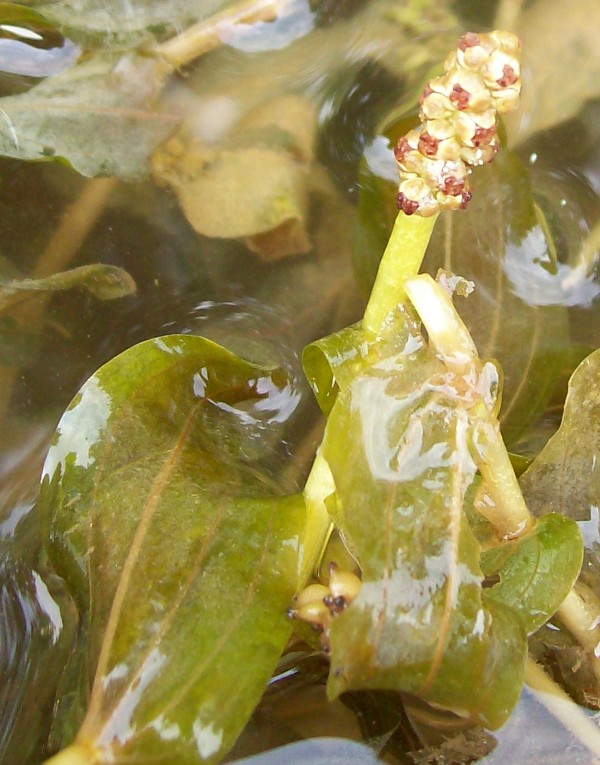 Изображение особи Potamogeton perfoliatus.