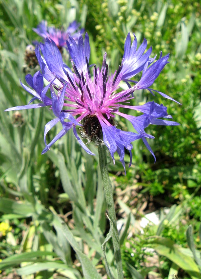 Image of Centaurea fuscomarginata specimen.