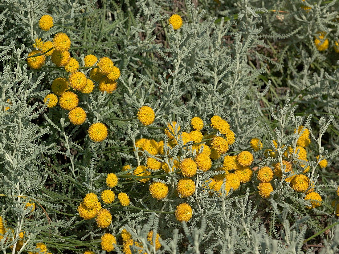 Image of Santolina chamaecyparissus specimen.