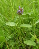 Prunella vulgaris