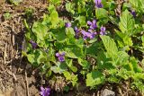 genus Viola. Цветущие растения вблизи снежника. Республика Карачаево-Черкесия, Домбай, верховья долины р. Аманауз, 2200 м н.у.м. 06.07.2011.