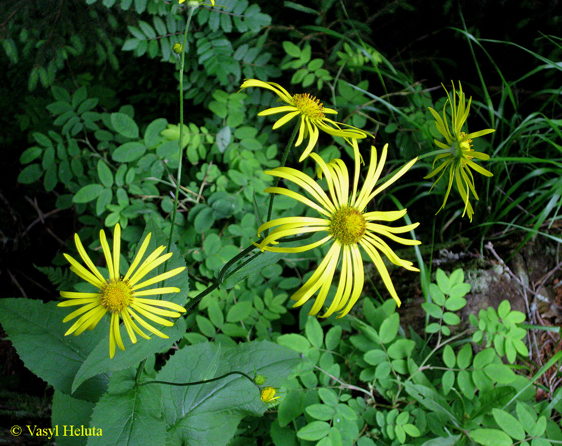 Изображение особи Doronicum austriacum.