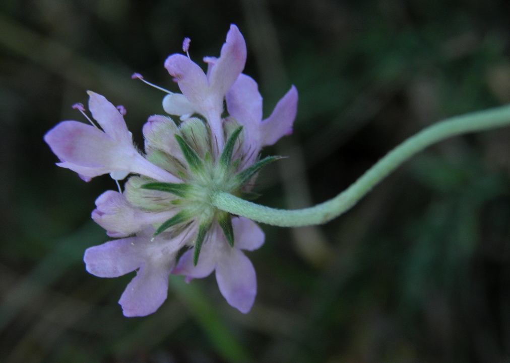 Изображение особи Scabiosa columbaria.