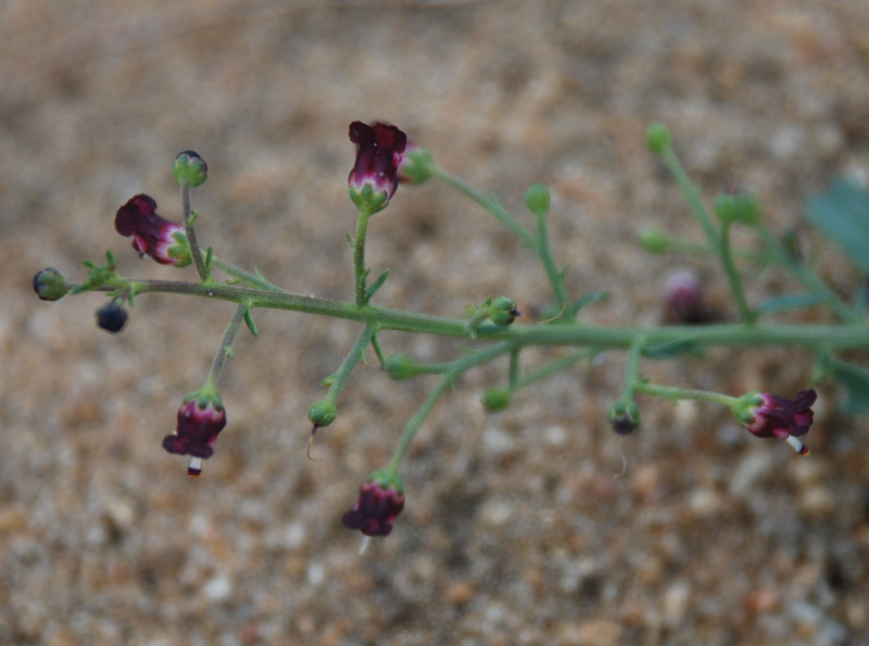 Изображение особи Scrophularia incisa.