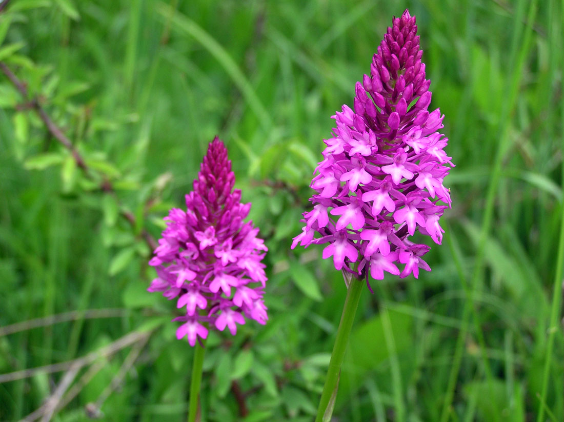 Изображение особи Anacamptis pyramidalis.