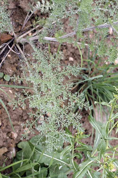 Изображение особи Polychrysum tadshikorum.