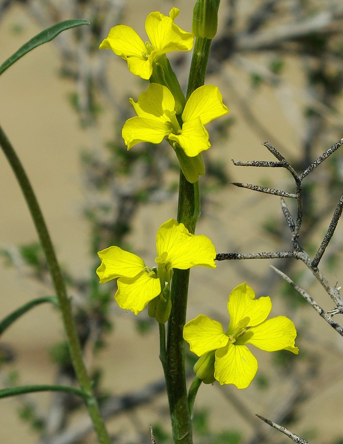 Изображение особи Erysimum czernjajevii.