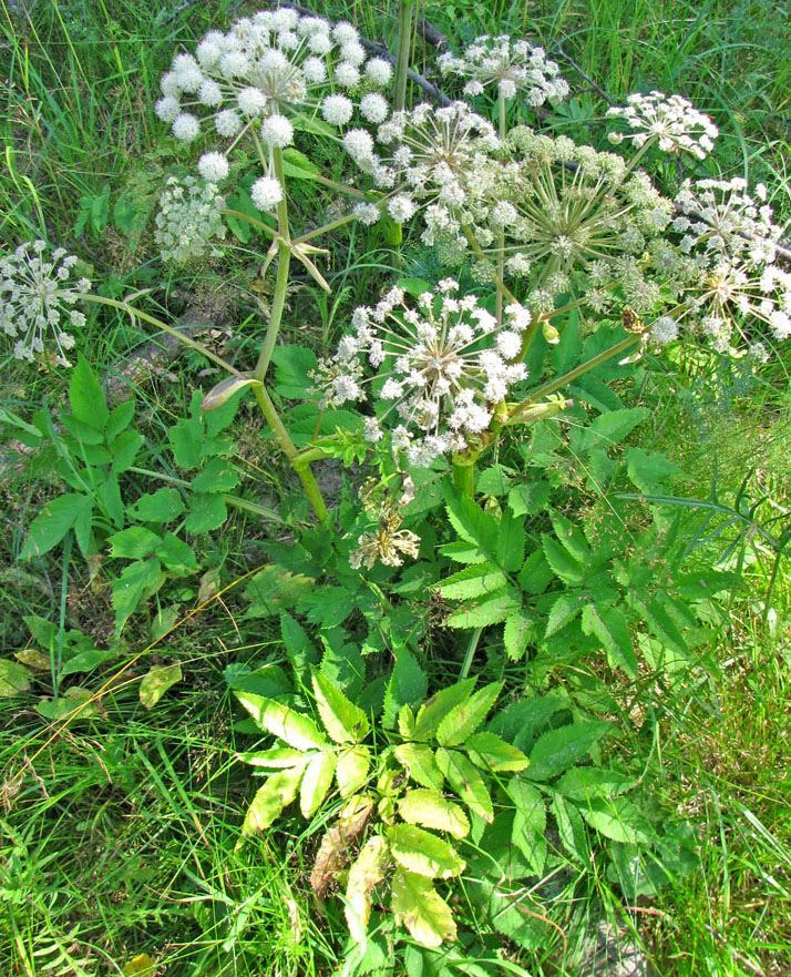 Изображение особи Angelica sylvestris.