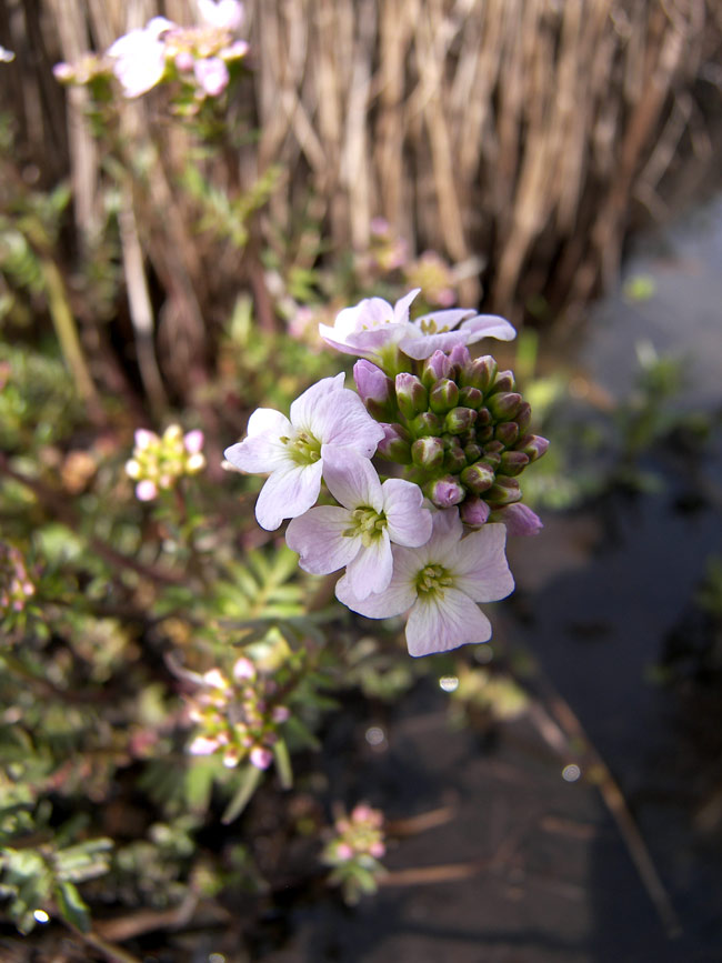 Изображение особи Cardamine uliginosa.