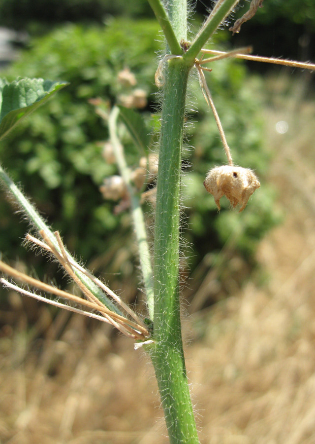 Image of Malva erecta specimen.