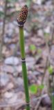 Equisetum hyemale