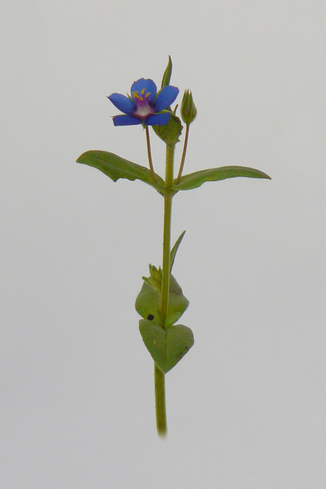 Изображение особи Anagallis arvensis.