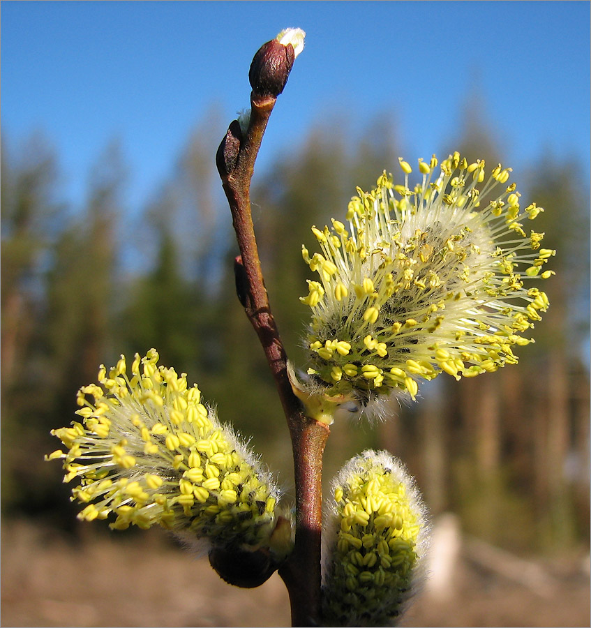 Image of Salix caprea specimen.